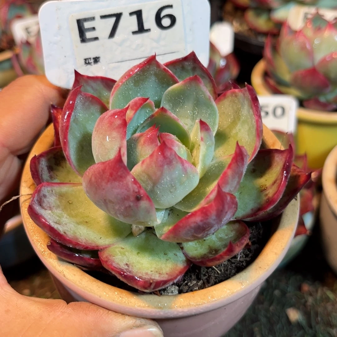 惊鸿一瞥716号多肉