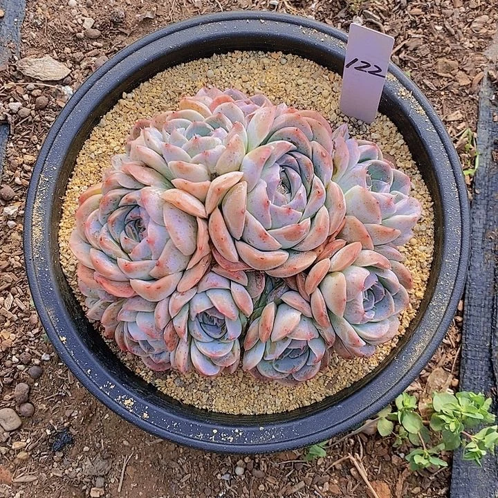 122多肉植物老桩