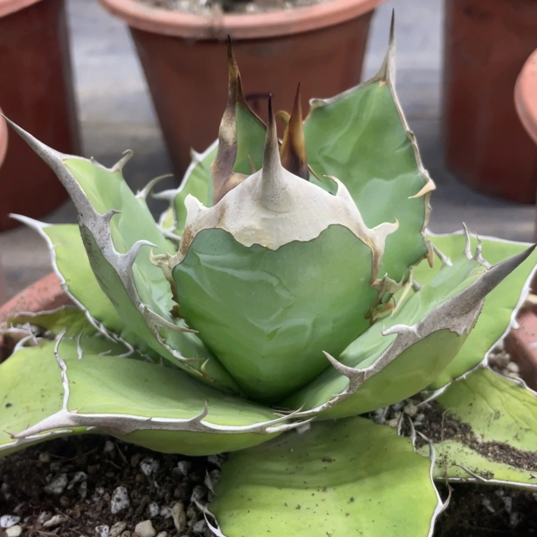 野二17000000 0000 000