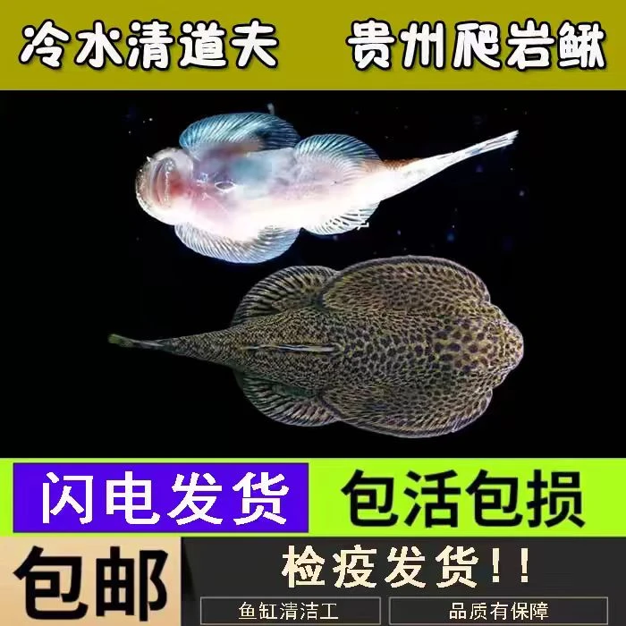 贵州爬岩鳅双吸盘琵琶鱼冷水清道夫不加温鱼缸除藻原生鱼