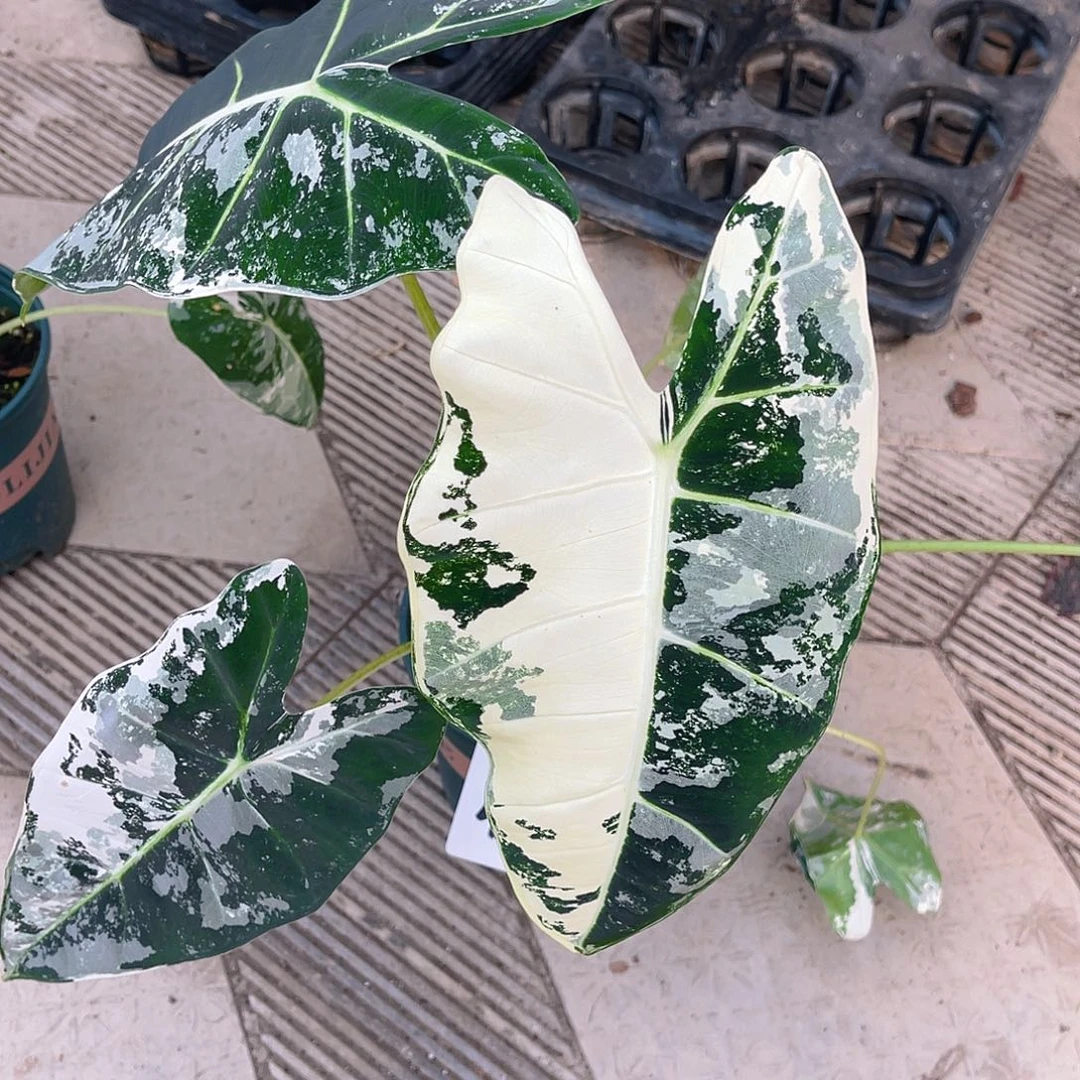 完全开放不*一物一拍4124