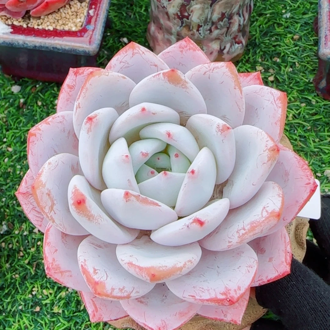 嫦娥，9304多肉植物