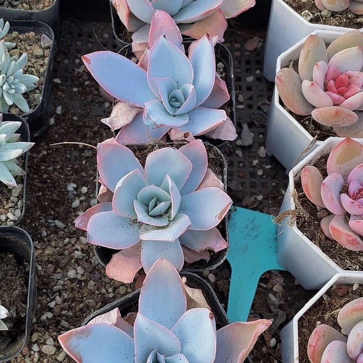 广寒宫带盆土发货