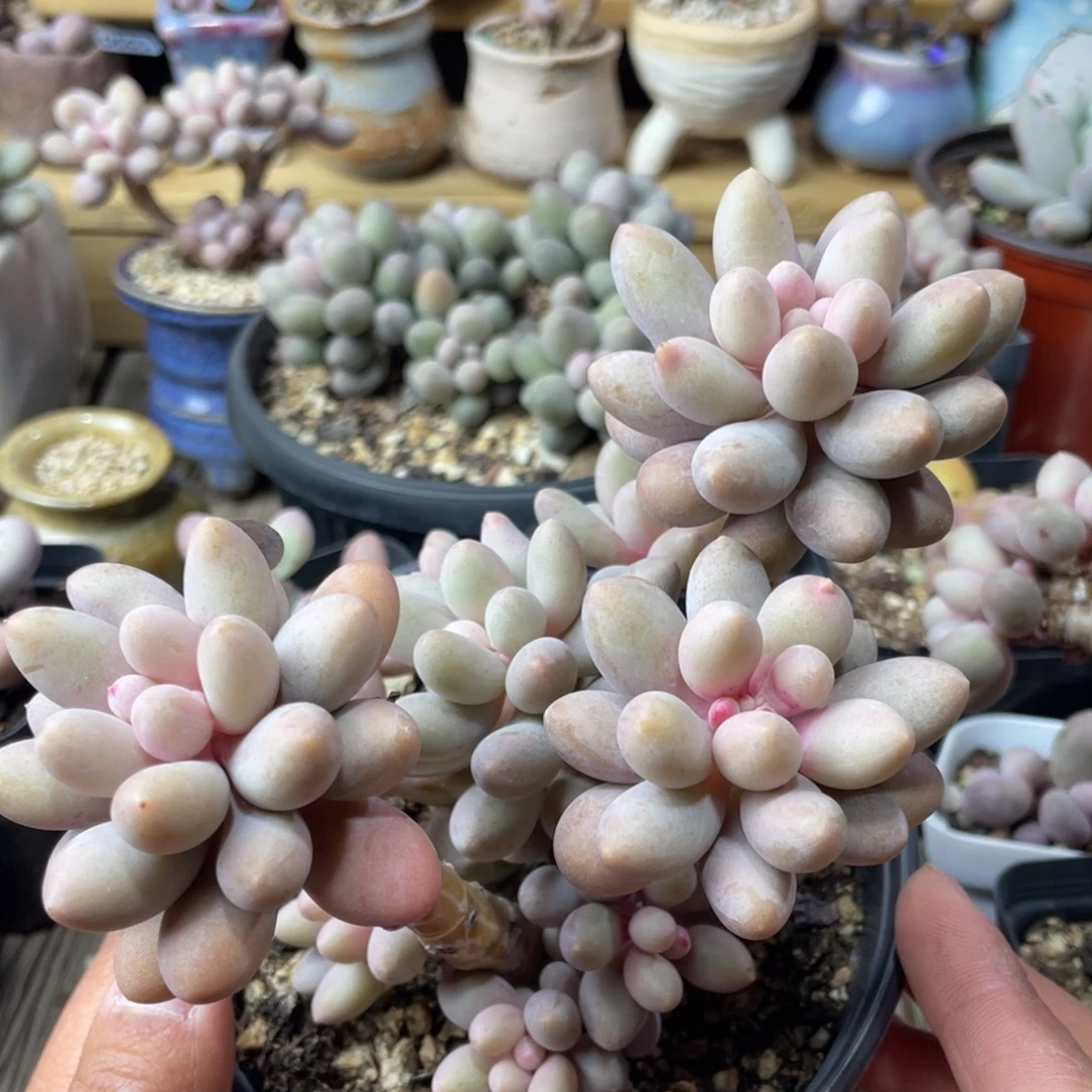 仙子奶酪老桩群生