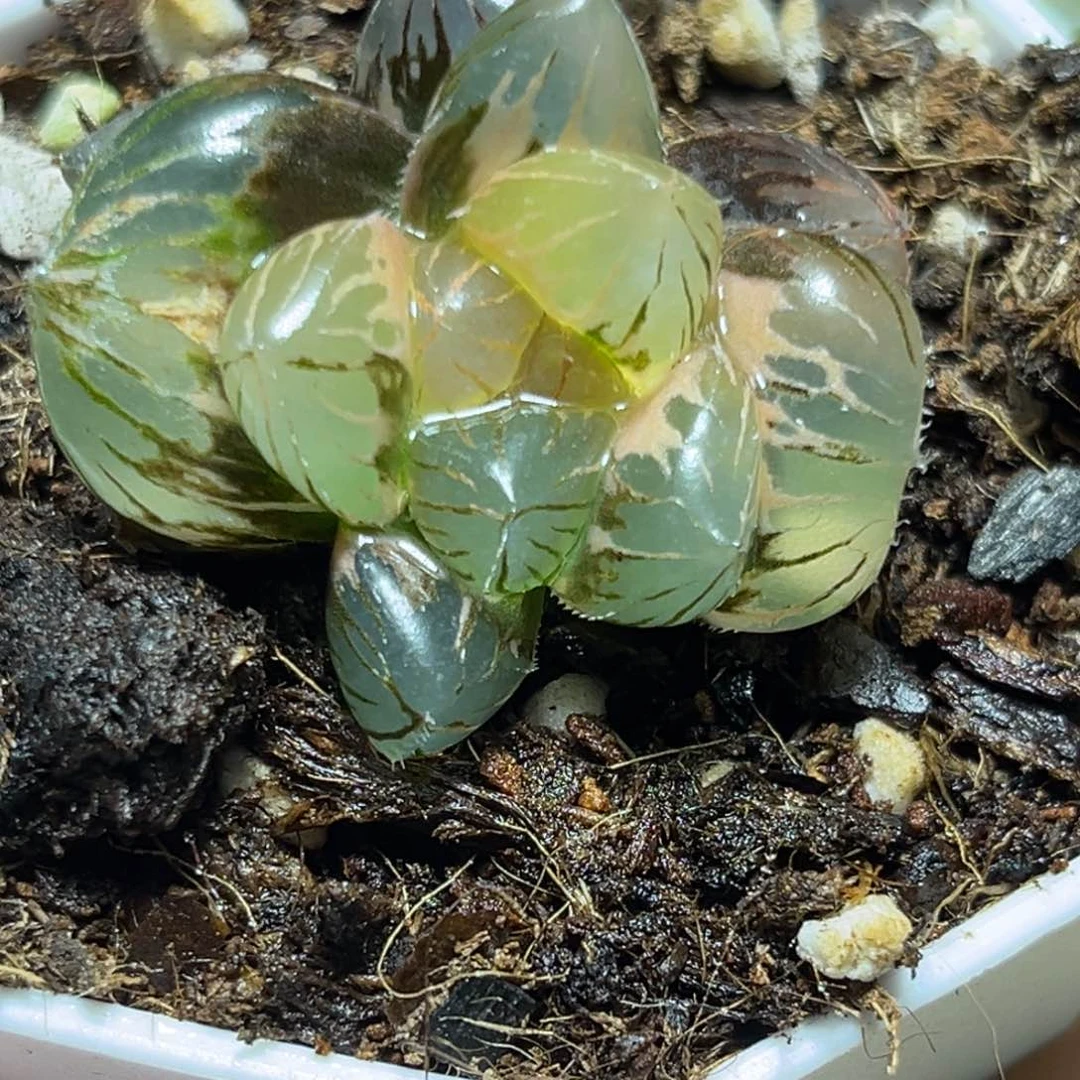 恭喜发财大吉大利0080