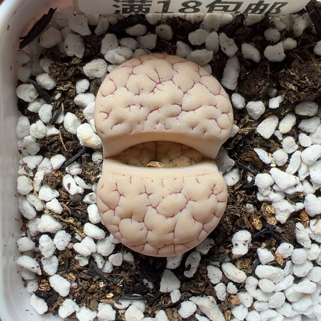 【闪购商品】1019……