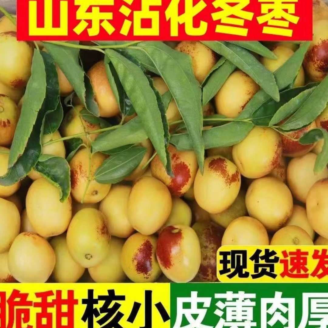 正宗山东沾化冬枣脆枣5斤~脆甜皮薄肉厚核小自然成熟枣味浓郁