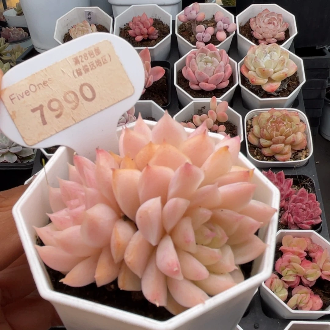 桃熏女王7990-6.5厘米