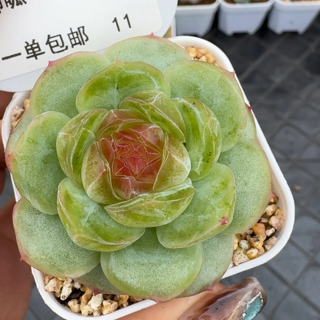 1014-011-世兰单头