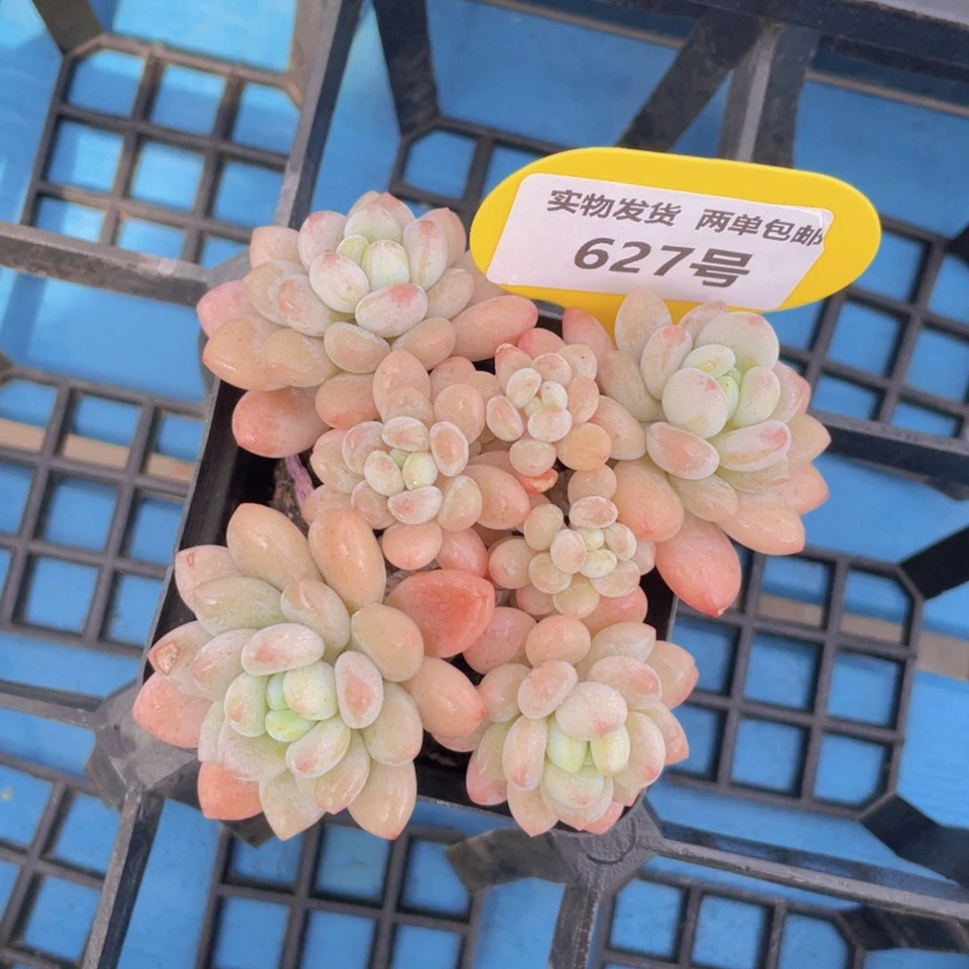 627号开播福利鱼子酱多头老桩大群生一个