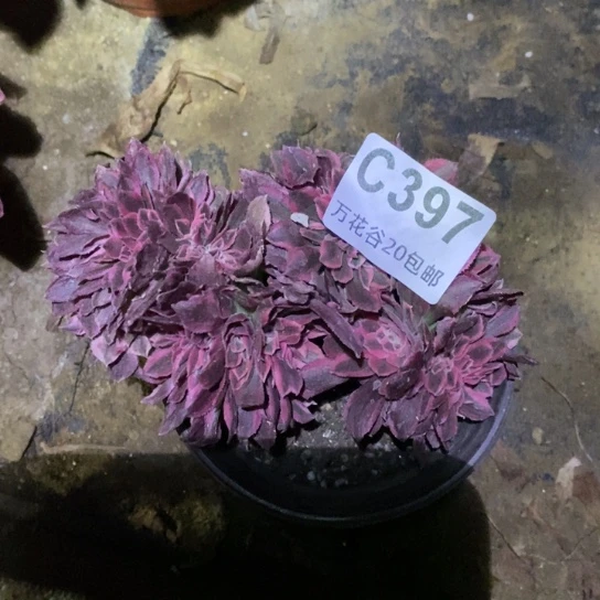 397女巫缀多肉植物