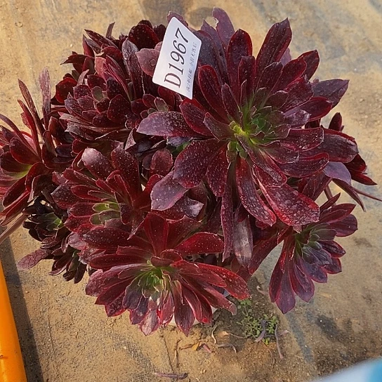 1967赤霞飞多肉有断枝处理不售后