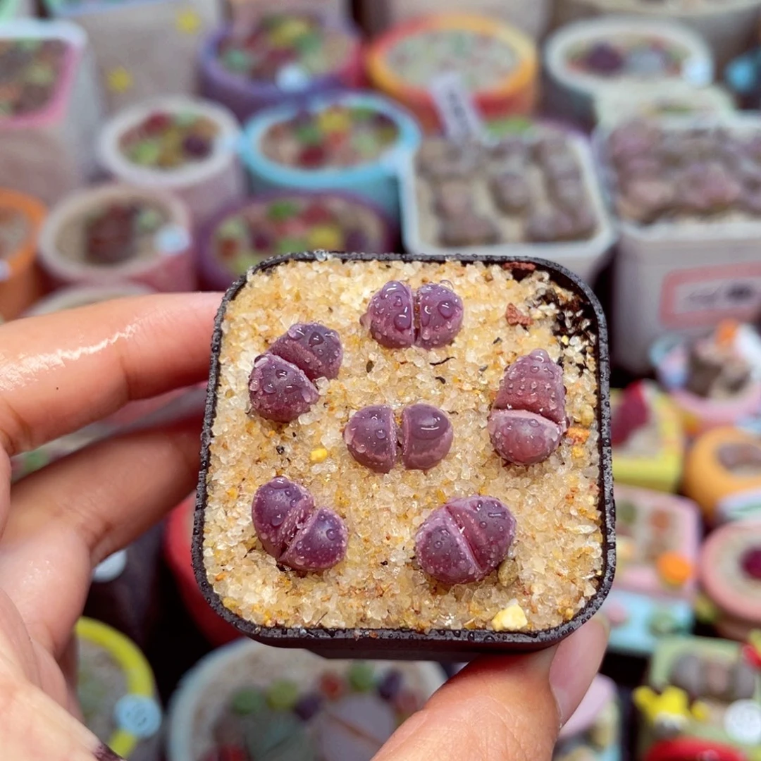 749. 5676575675756855777