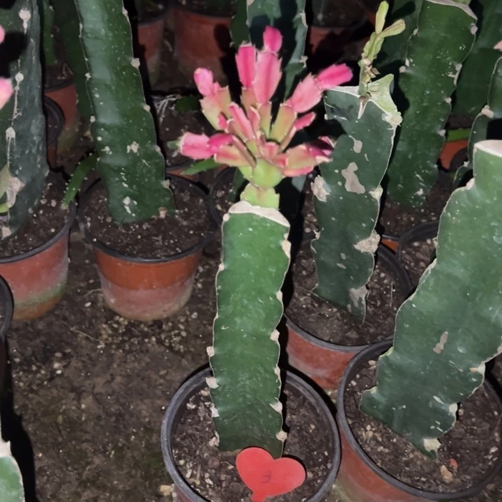 守***0当前无花栽培后可以开花078  3