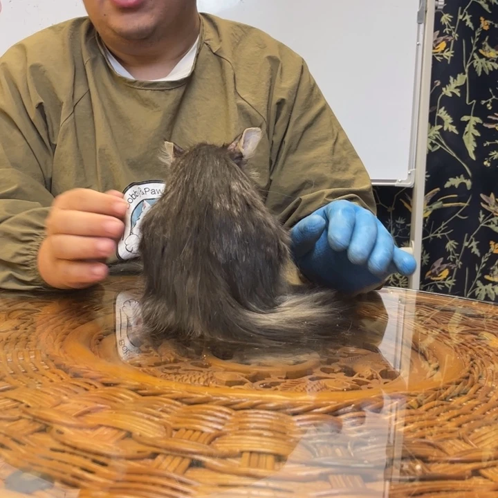 银虎缅因妹妹一只