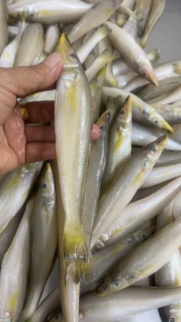 汕尾本港沙丁鱼沙尖鱼梭子鱼香煎椒盐烧烤一流绝绝子顺丰发货