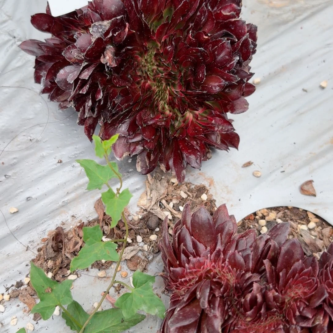 我8059 号多肉法师特价