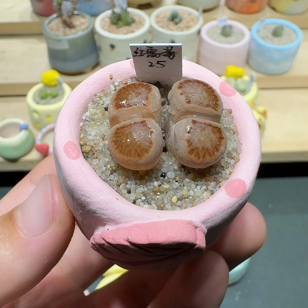 红陶蘑菇210红窗菊