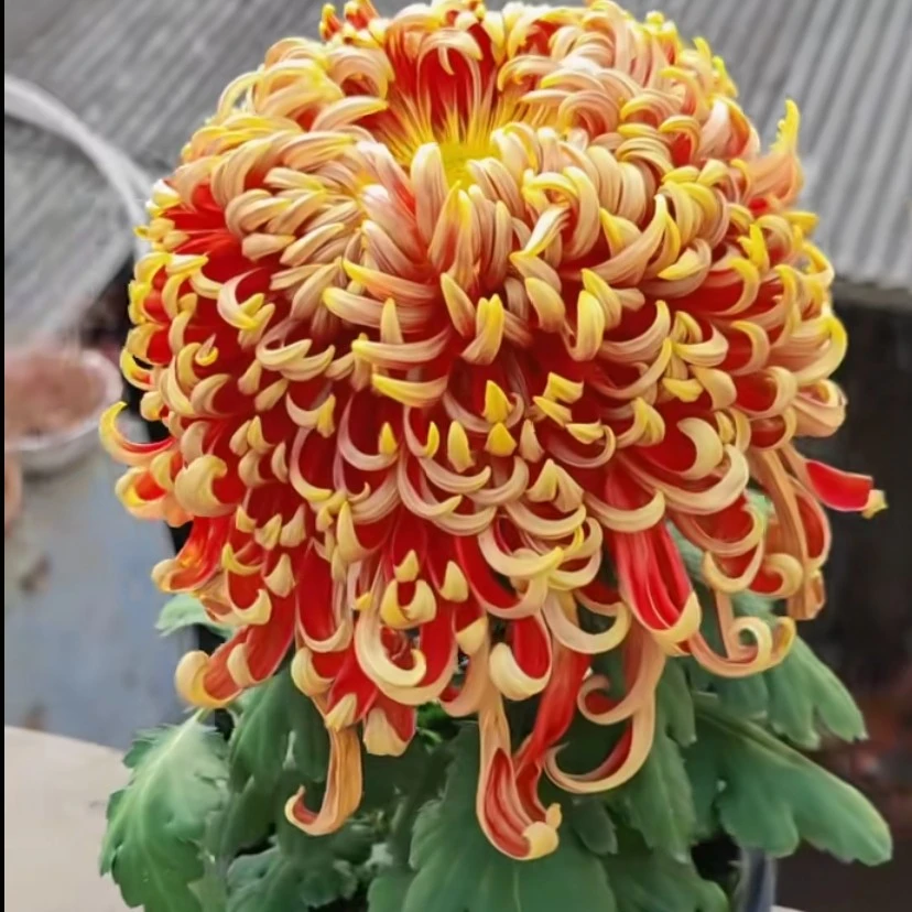 独本菊【燕山秋韵】精品菊花耐寒耐热阳台地栽