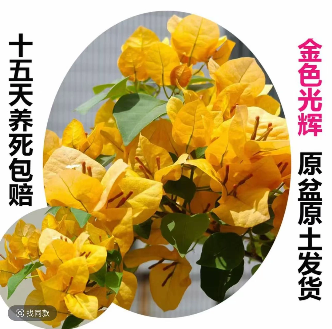 金色光辉（三角梅）原生大苗四季开花老桩爬藤植物