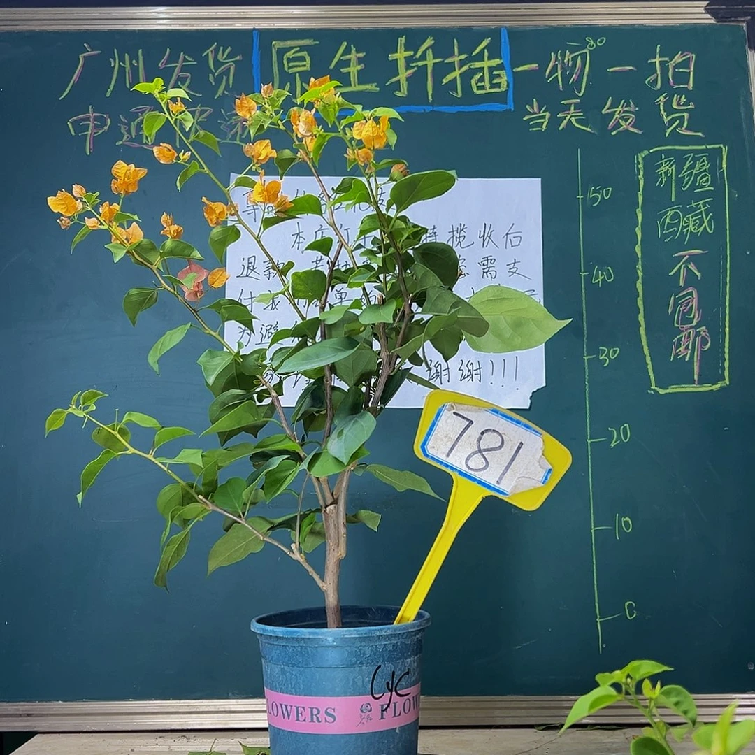 当前无花栽培后可以开花  福利  绿叶橙  781