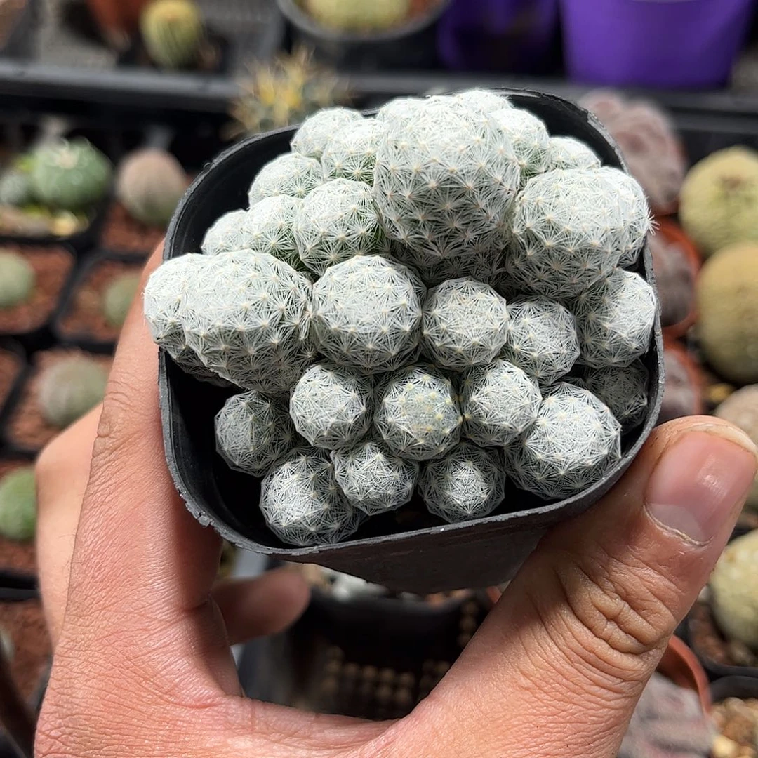 姬春星群生单头发货单头发