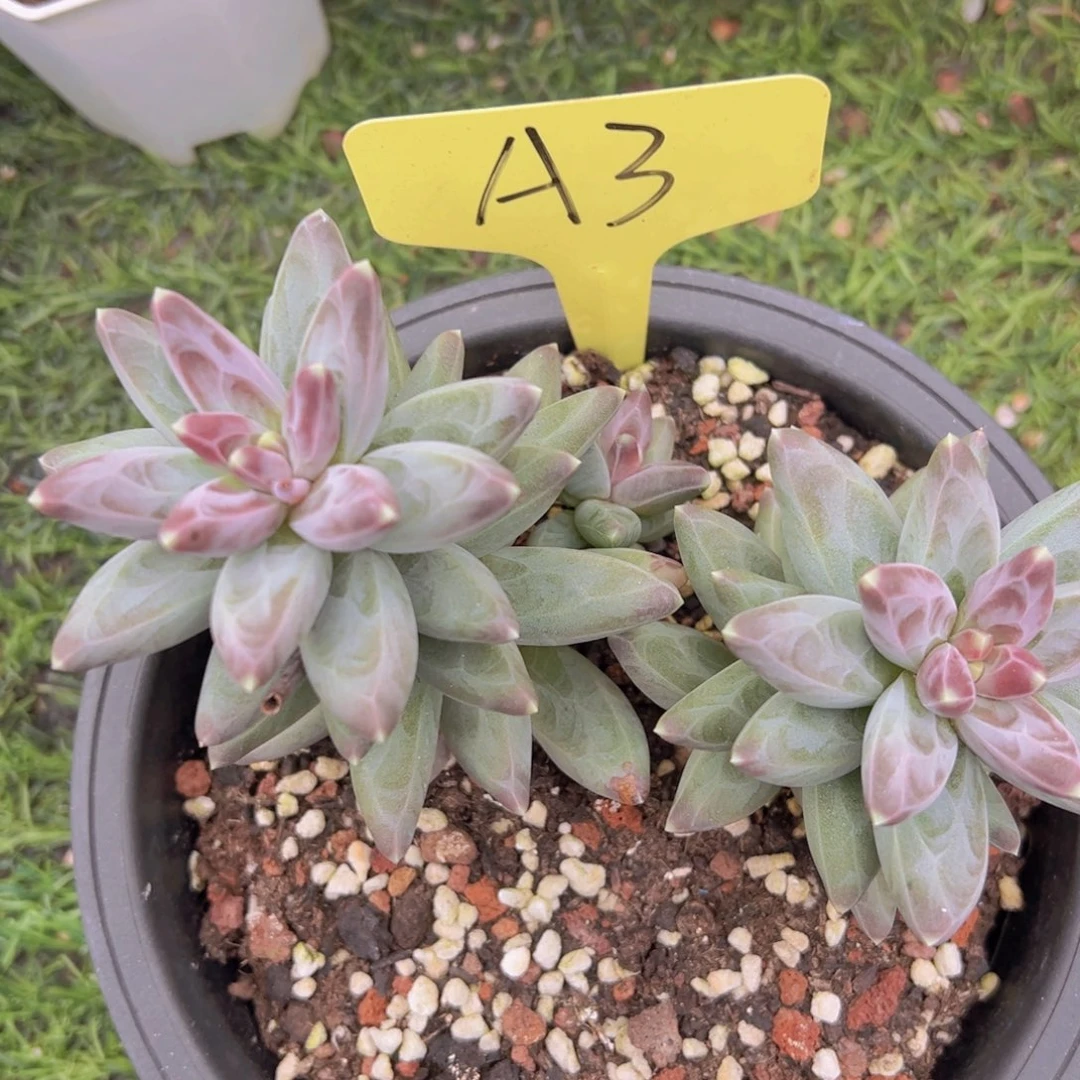 福利来啦打榜啦打榜啦打