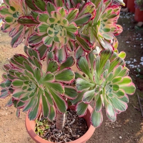 多肉植物微锦锦。