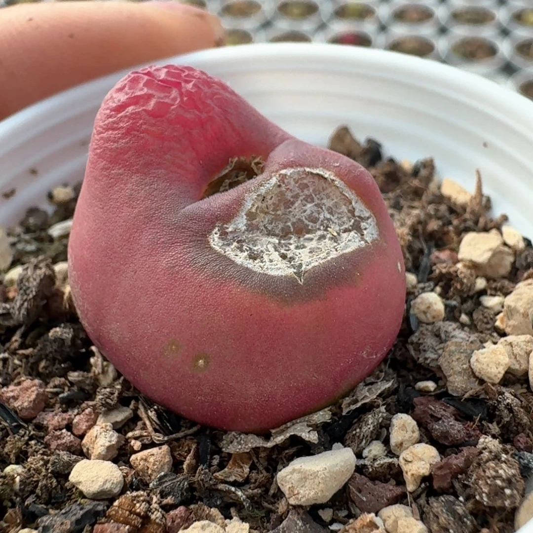 98福利出000000000000