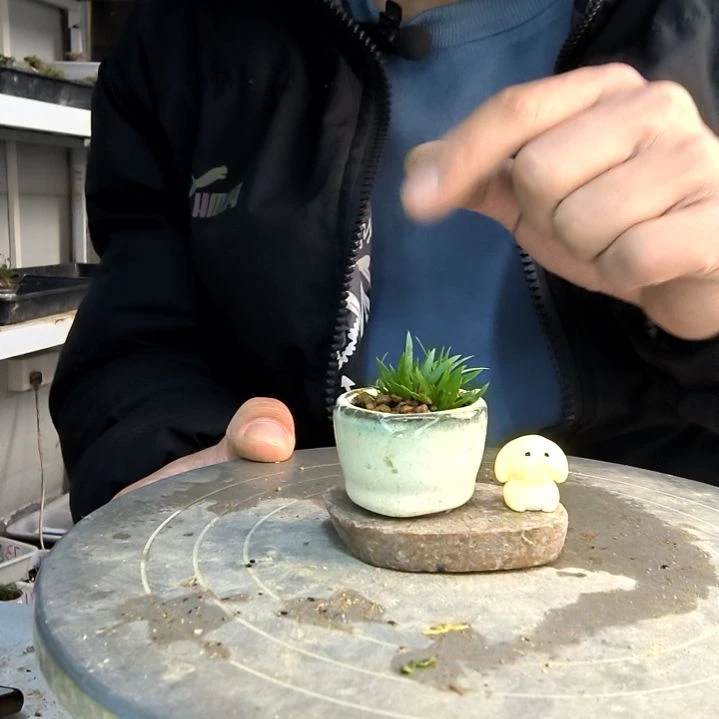 墨*小盆景小植物一物一拍128