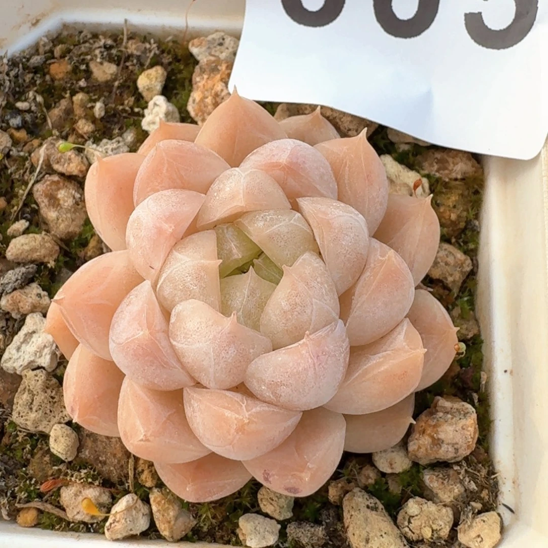 白麦秆         多肉植物