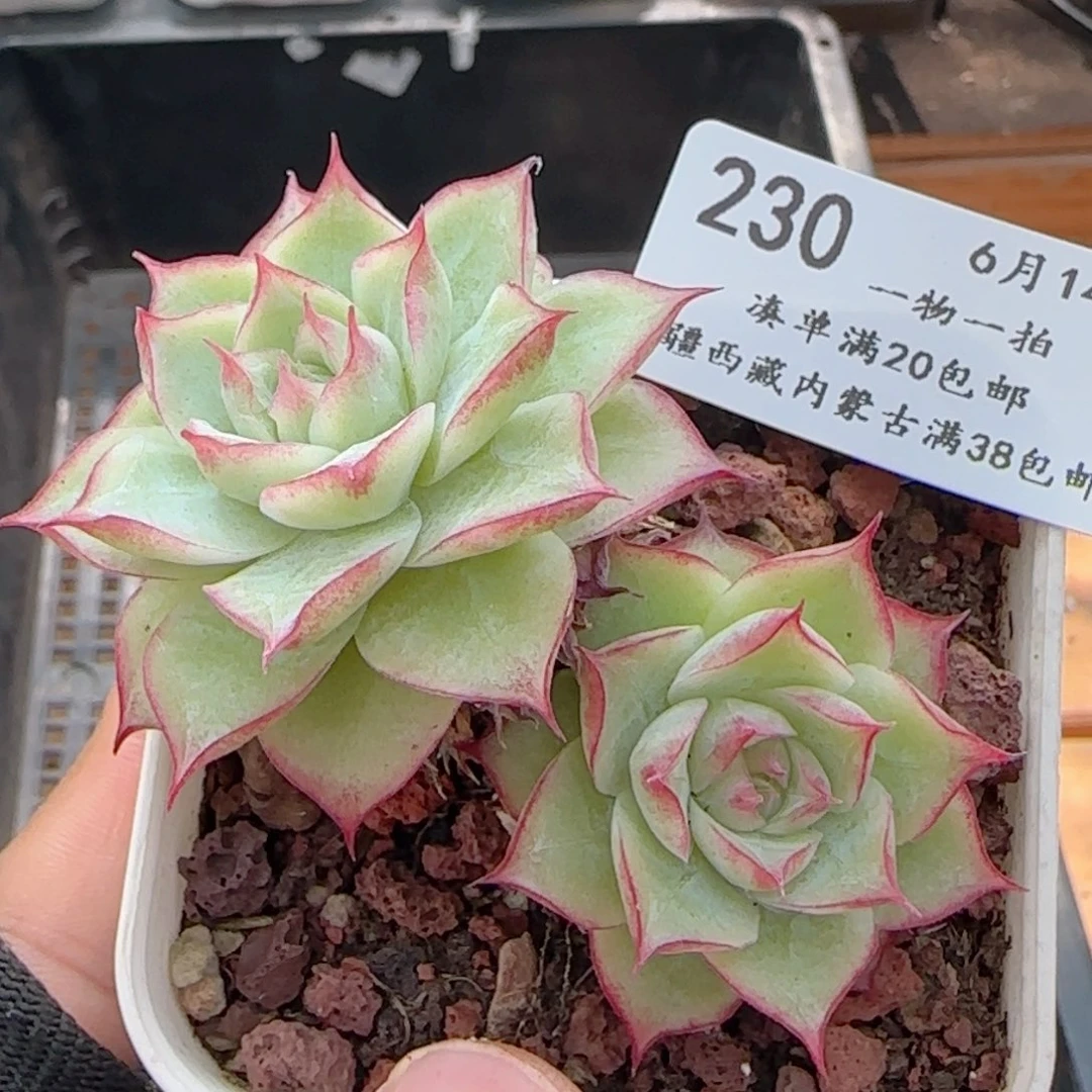 0614-230边线女王玫瑰