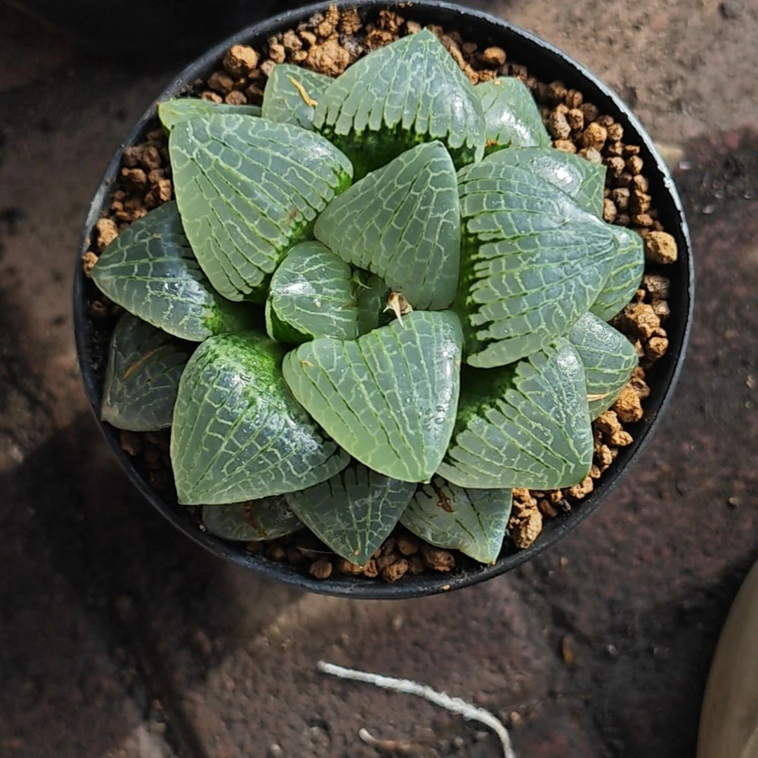 杰尼龟一颗多肉植物原