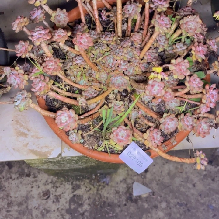 伊***陈多肉一物一拍9108