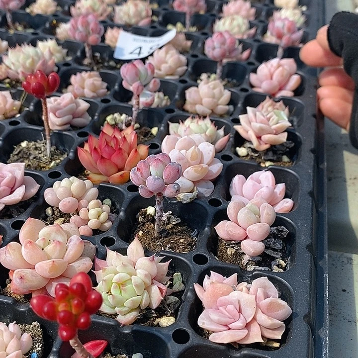 48 多肉植物盆栽花卉植物