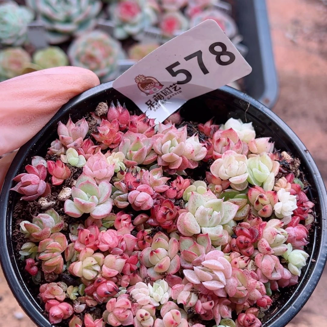 多肉植物多肉植物