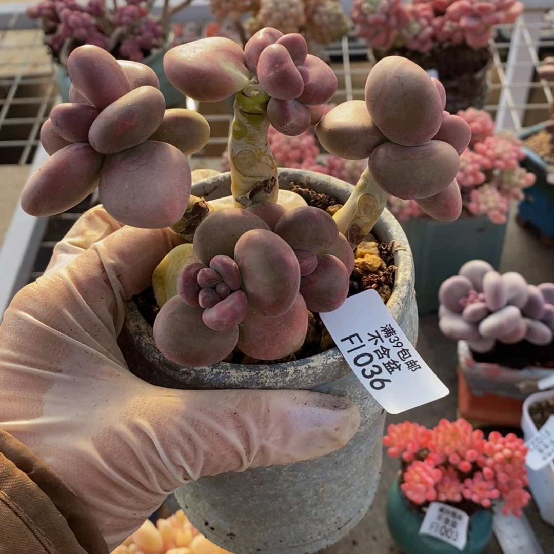 芒果奶酪金蟾kk奶036/9c m