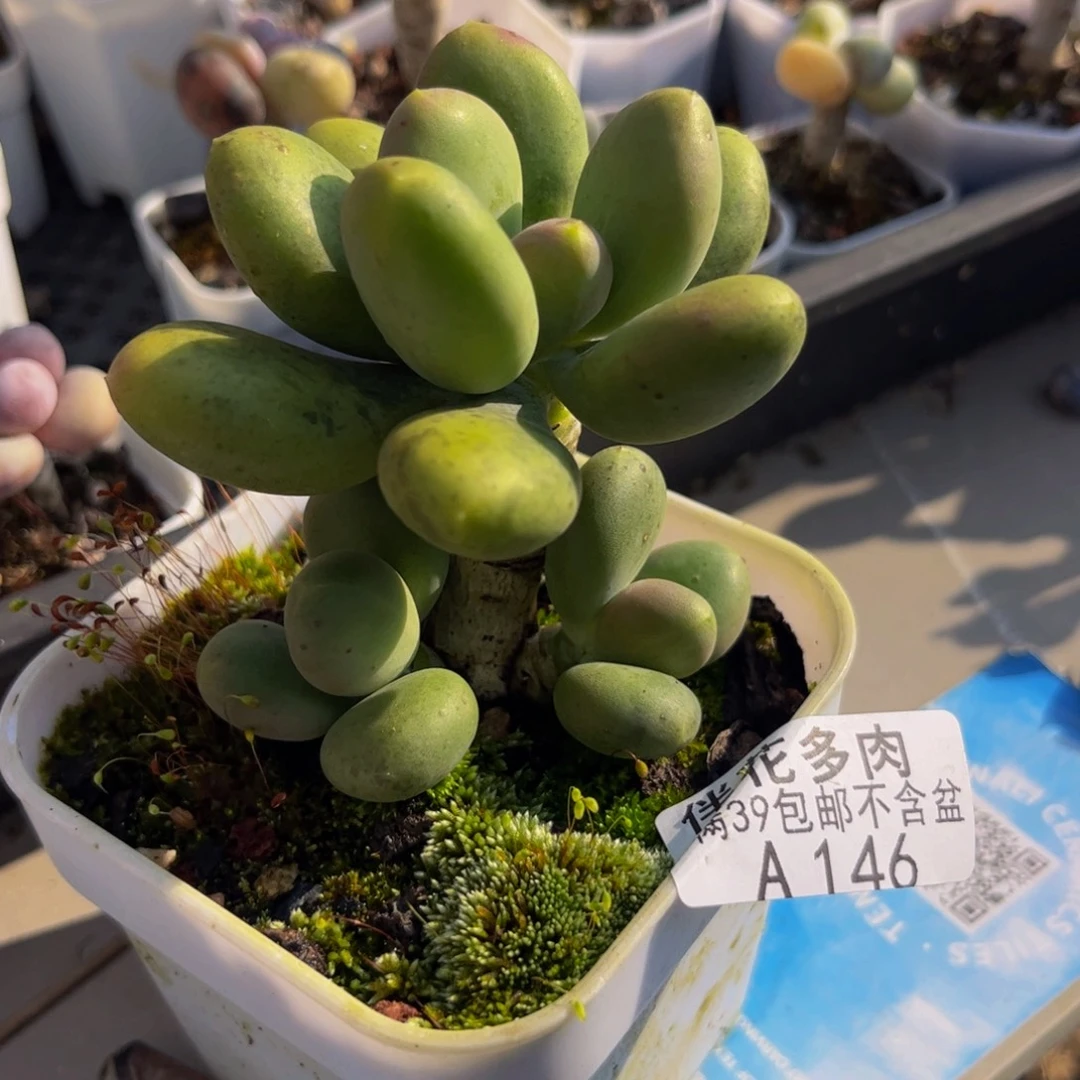 国***情146芒果奶8cm多肉