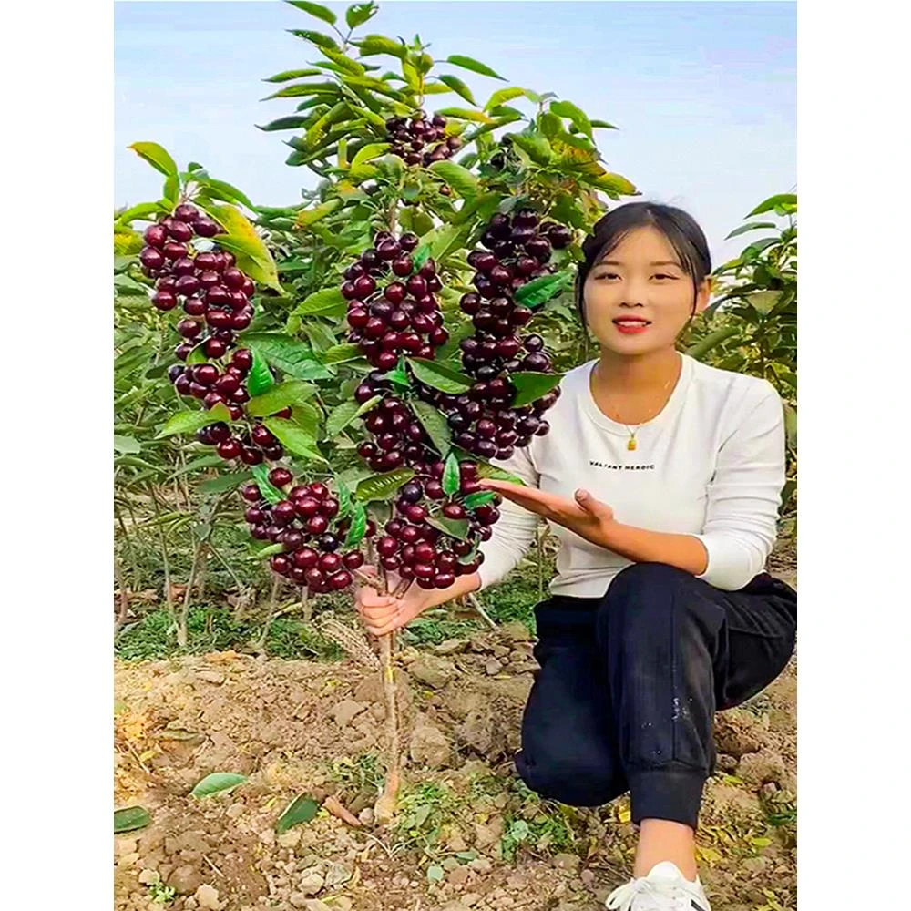 黑珍珠车厘子树苗南北方地栽嫁接大樱桃树樱桃苗盆栽矮化当年结果