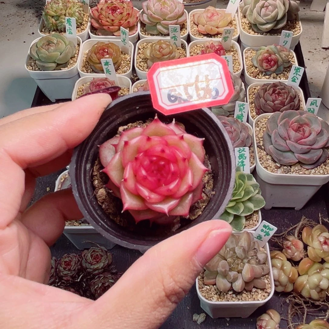 云****啦G566一物一拍 玉玲珑