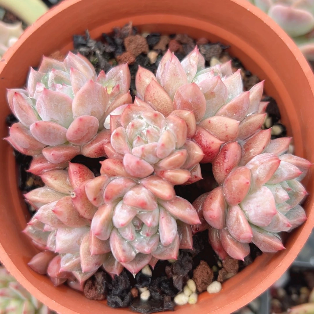 霜花精控多肉一物一拍