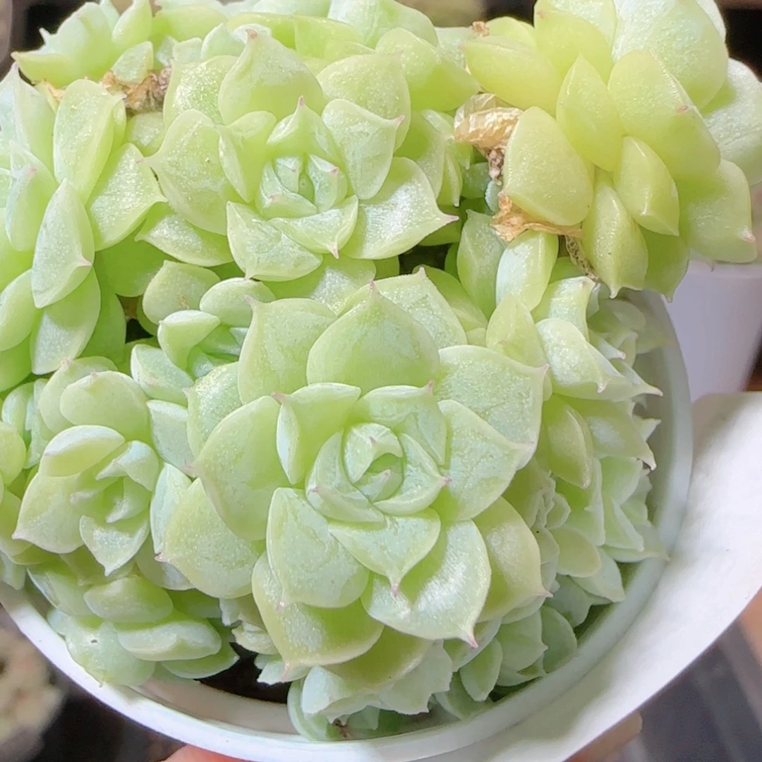 花语逸镜1114-81散