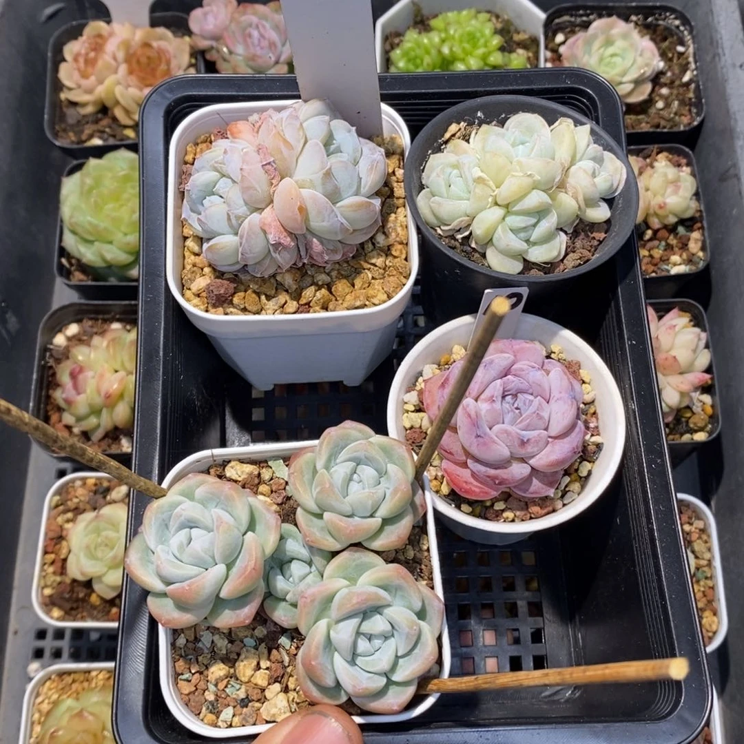 g****y85一筐晚香玉冰玉两颗粉橙