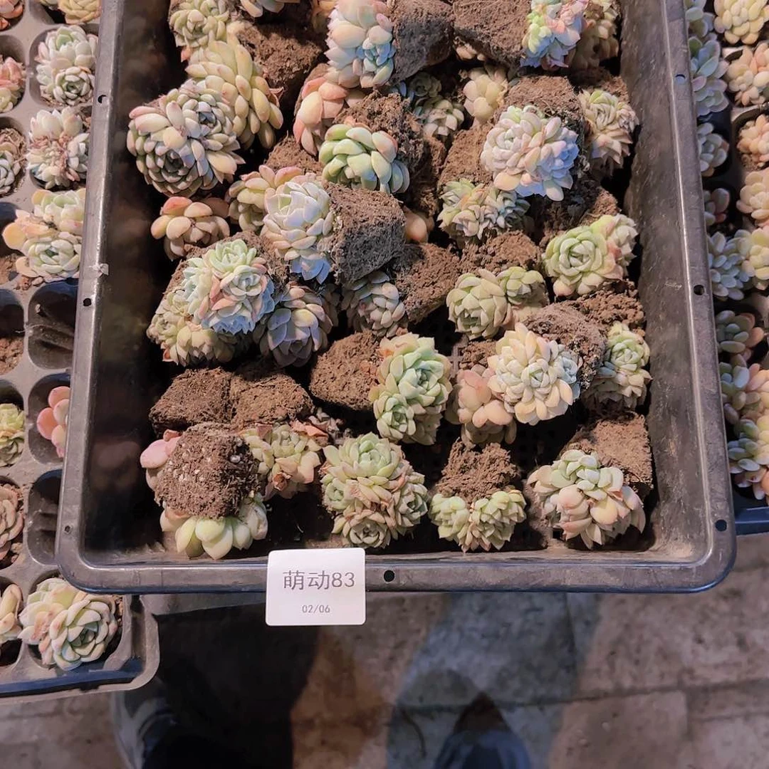 直播一物一拍多肉83