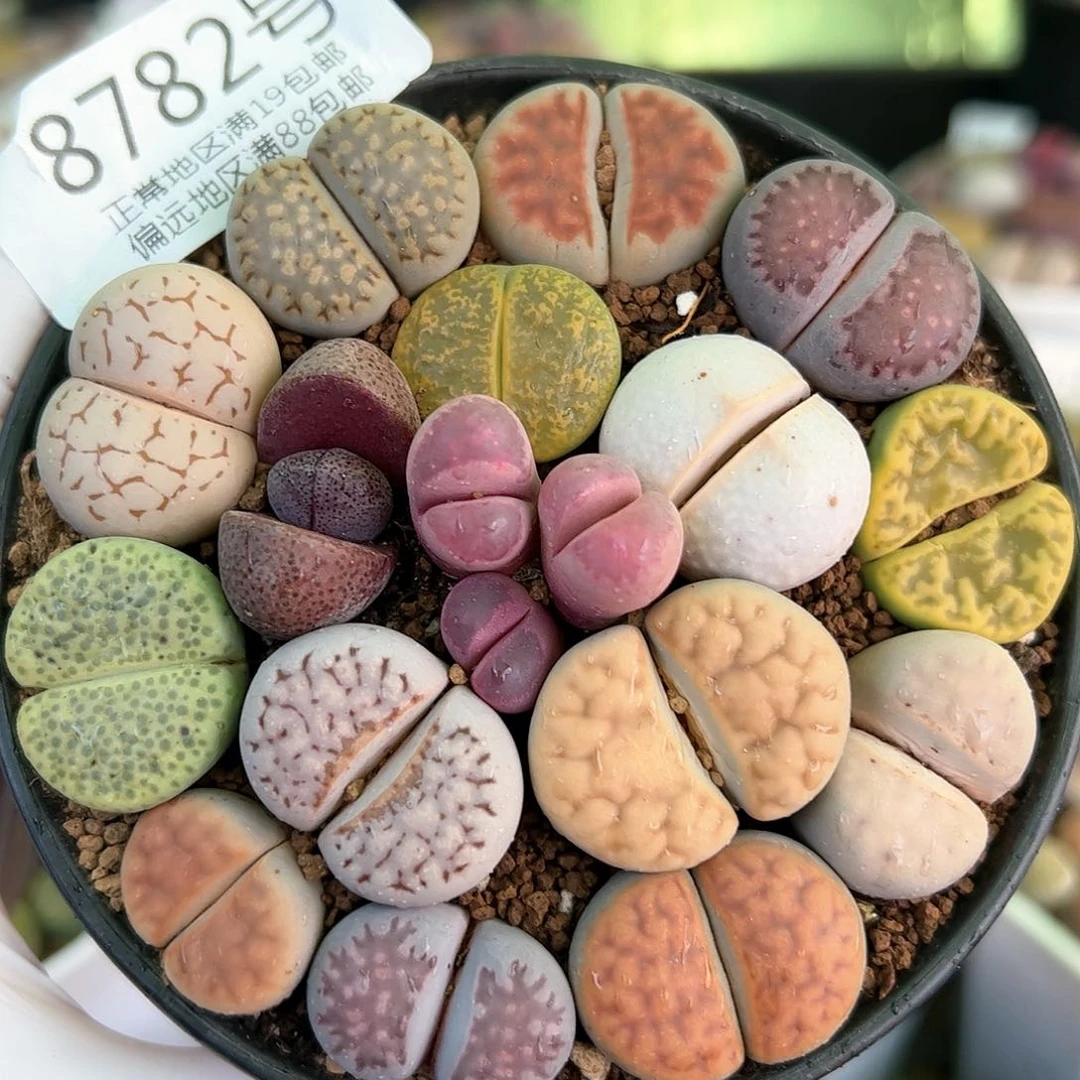 好养易活生石花大母本8782