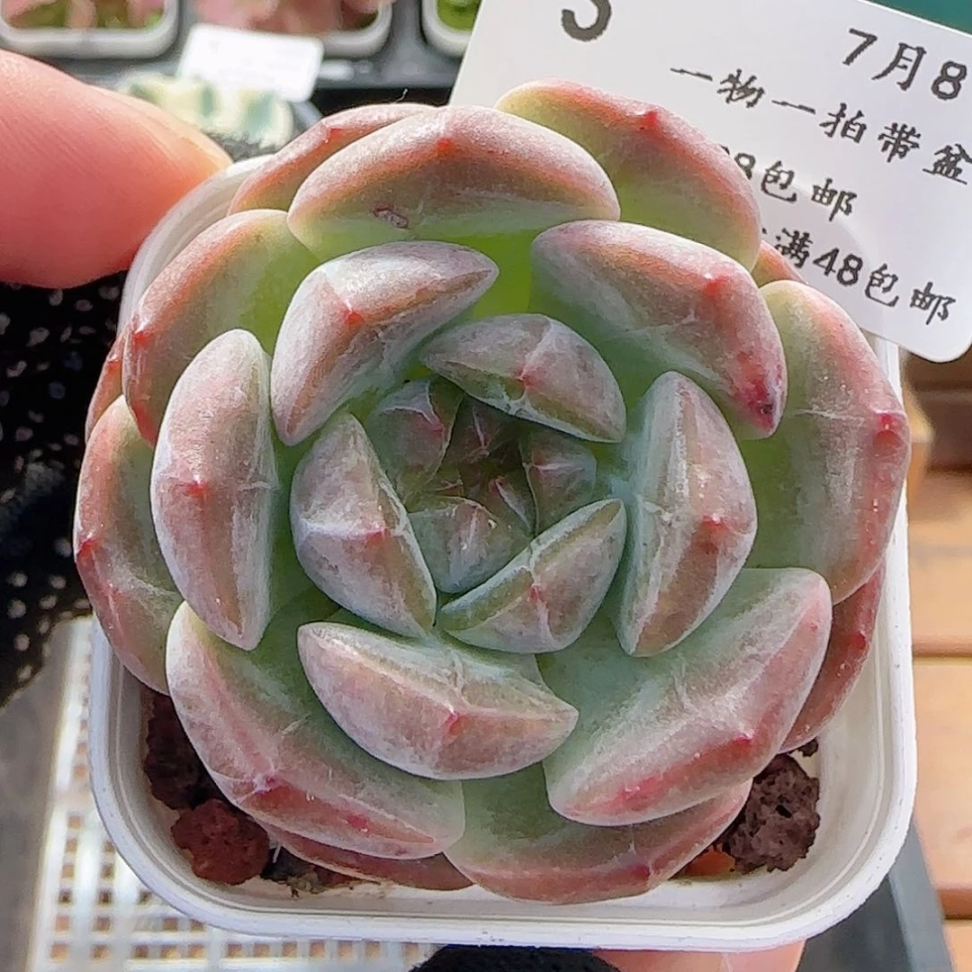 多肉0708-03暗纹暗纹