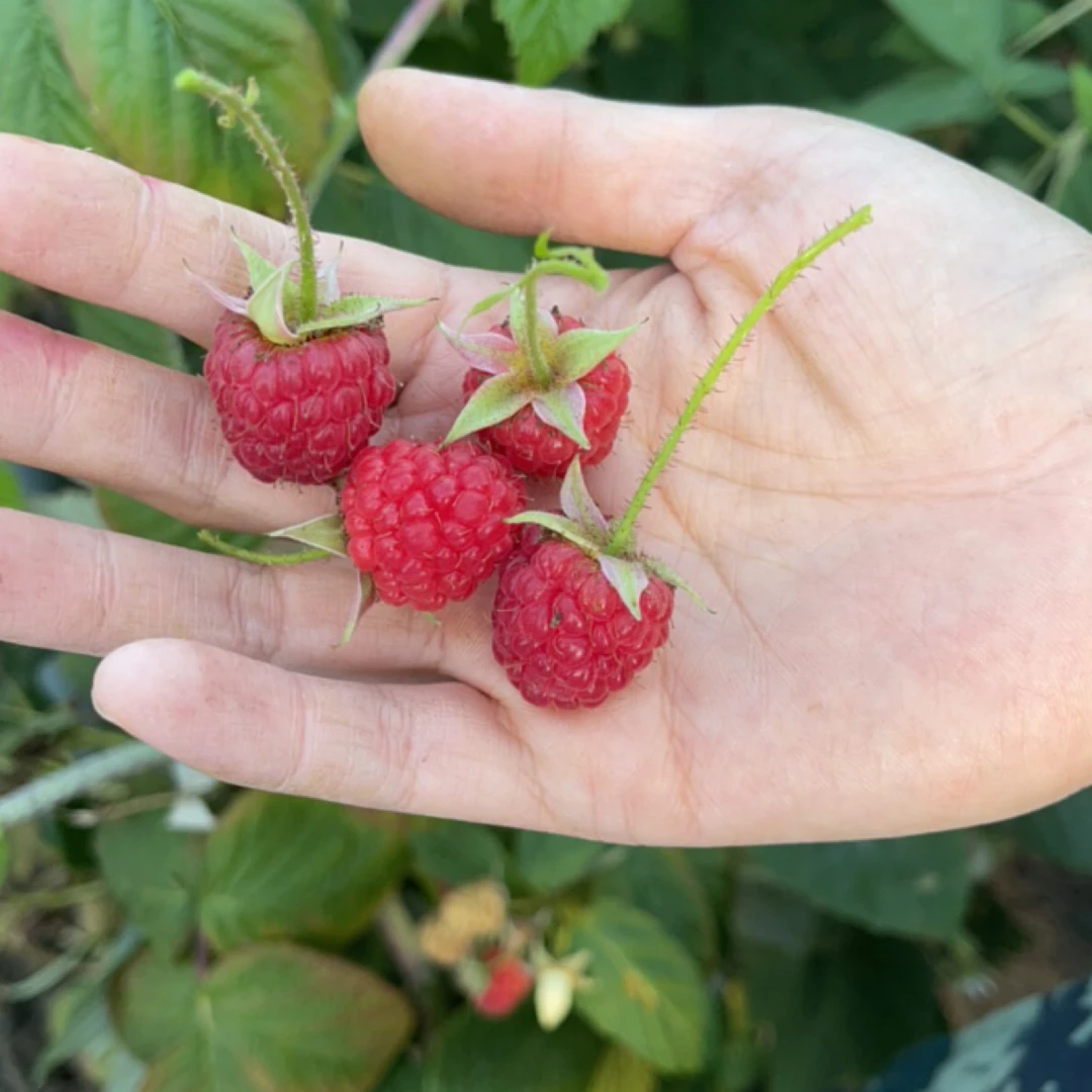 鹤北大棚新采摘树莓