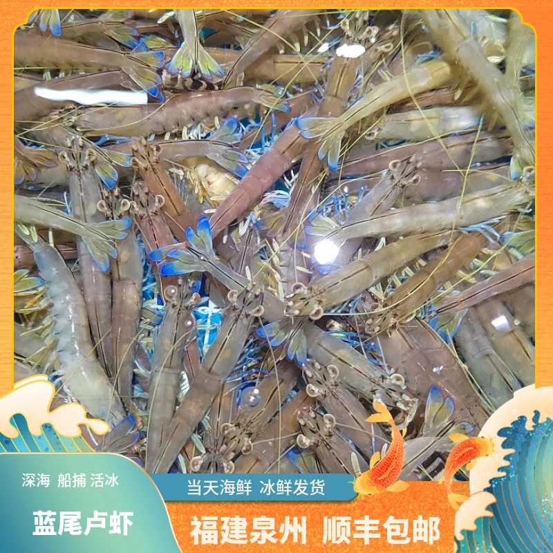 福建船捕【特大土虾 】虾母3斤顺丰当天冰鲜发货