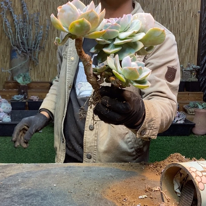 叫***好173 号白凤多肉植物