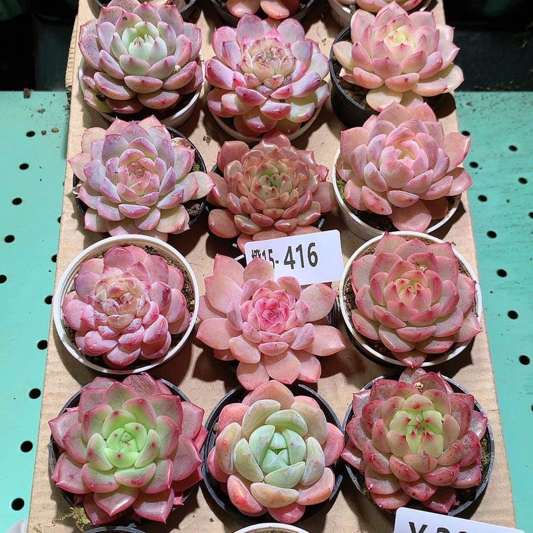 15-416一物一拍带盆18颗